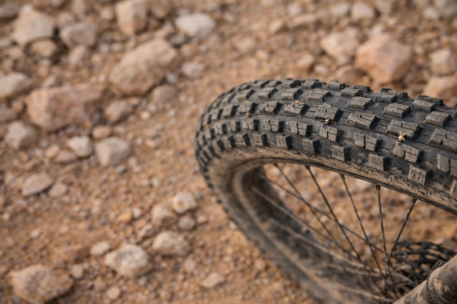 Pneumatico bikepacking con spine di cactus durante la Baja Divide